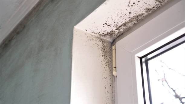 Best Mold Removal Company Near Me  in Hattiesburg, MS
