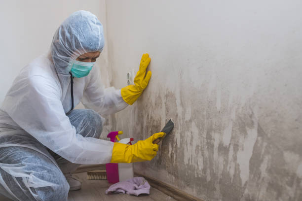 Best Black Mold Removal  in Hattiesburg, MS