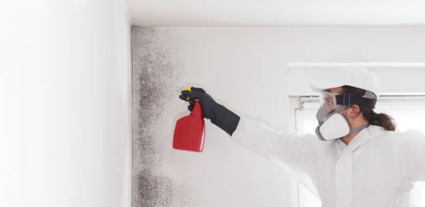 Hattiesburg, MS Mold Removal Pros