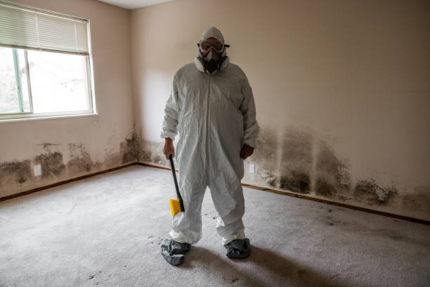Best Attic Mold Removal  in Hattiesburg, MS