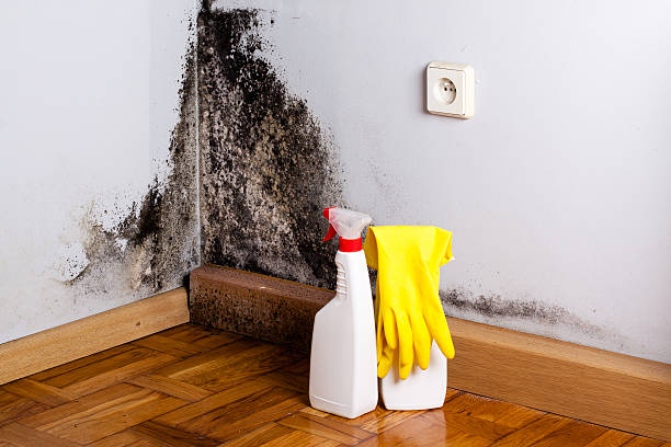 Best Mold Damage Repair  in Hattiesburg, MS